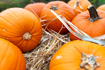 Rustic autumn background with a pile of vibrant orange pumpkins on hay