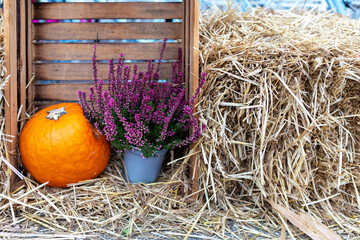 Rustic still life with pumpkin, heather flowers, and wooden fence in a countryside setting
