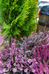 Fresh Pink Heather Flowers and Green Thuja Branches Creating Natural Floral Background