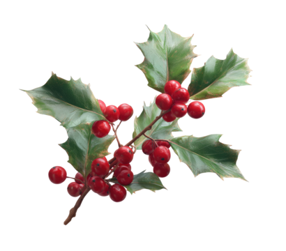 Close-up of holly branch with vibrant red berries and lush green leaves (2)