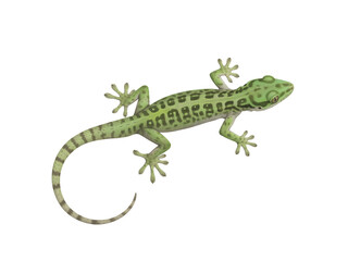 Naklejka premium Detailed Green Gecko Illustration, Top-Down View of a Tropical Spotted Lizard Reptile with Striped Tail, Isolated Wildlife Animal Clipart on White Background