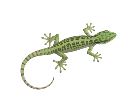 Detailed Green Gecko Illustration, Top-Down View of a Tropical Spotted Lizard Reptile with Striped Tail, Isolated Wildlife Animal Clipart on White Background