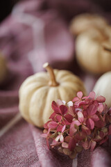 A white mini pumpkin and pink dried hydrangea flowers arranged on soft fabric in warm, muted autumn tones
