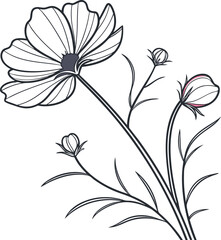 Clean minimalist cosmos flower line art illustration with botanical elements