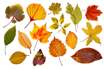 autumn leaves vector illustration