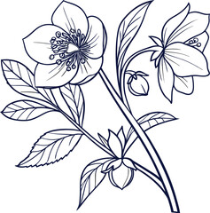 Simple elegant hellebore flower line drawing illustration