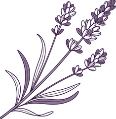 Delicate hand drawn lavender flower line art illustration for floral designs