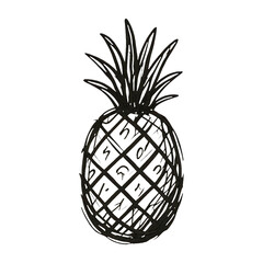 PNG Hand-drawn pineapple sketch illustration.