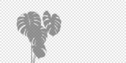 Vector Transparent Shadows of monstera  Leaves. Decorative Design Elements for Collages. Creative Overlay Effect for Mockups