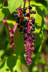 Amerikanische Kermesbeere Strauch mit pinkfarbenen Rispen und lila schwarz farbenen Beeren im Sonnenschein