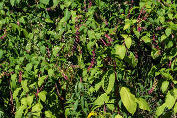 Amerikanische Kermesbeere Strauch mit pinkfarbenen Rispen und lila schwarz farbenen Beeren im Sonnenschein