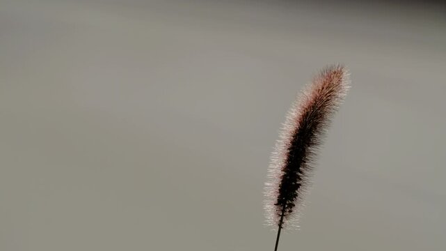 Gunma, Japan - September 7, 2025: Closeup of green bristlegrass against the light
