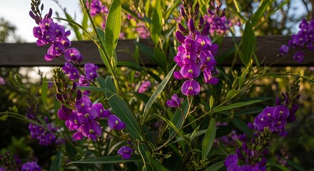 Purple Flowers by a Wooden Fence.