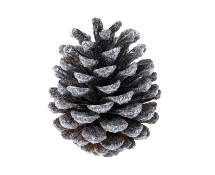 Close-up of a frosted pine cone (2)