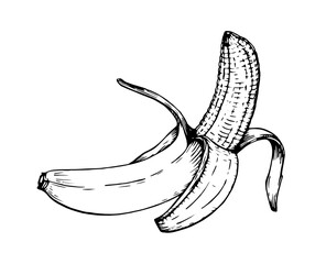 Hand drawn peeled banana illustration in black line art on white background. Vector illustration. Ink line draw vector. Drawing engraving illustration