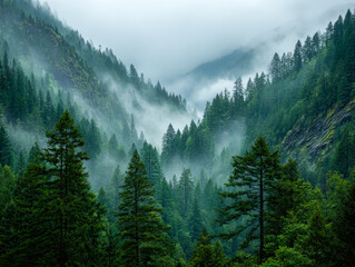 Misty mountain forest landscape with lush green pine trees fading into fog under a soft overcast sky creating a serene and mysterious atmosphere