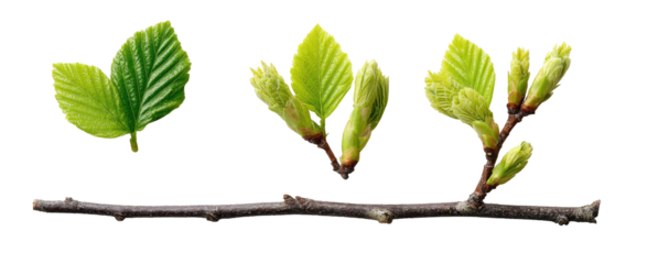 Stages of leaf growth on a branch