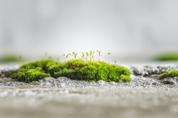 Fototapeta premium Close-up of small plants growing out of moss on light gray concrete