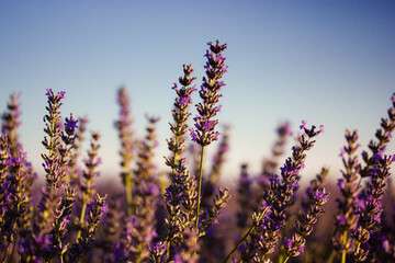 Lavender Field in Bloom. Close-up shot of lavender flowers, bathed in warm sunlight, against a soft blue sky. The vibrant purple hues create a peaceful scene. Ground level shot of a summer meadow.
