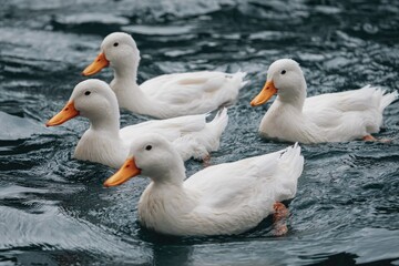 Four white ducks swimming on rippled water