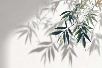 Light and shadow of bamboo leaves