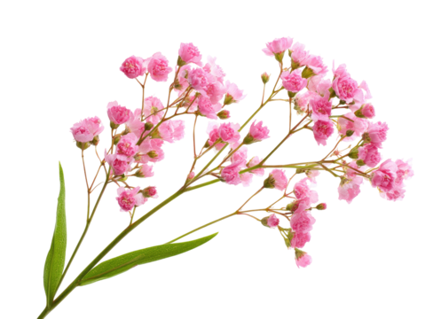 Close-up of delicate pink flowers