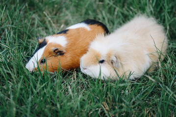Fototapeta na wymiar two cute guinea pigs portrait, tricolor and cream guinea pigs, red and black and white color, sitting in green grass, pets at walk in summer, macro photo, selective focus