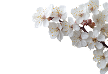 Close-up of delicate white blossoms on a branch