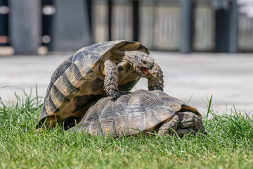 Testudo Marginata Breitrandschildkroete im Freilauf bei Paarung Vermehrung als Paar durch Reiten...