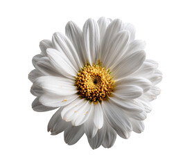 Close-up of a single, white daisy (1)
