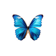 Obraz premium Vibrant blue butterfly, sharply detailed against black background