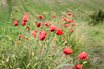 Red poppy flowers in the field. Red wild poppies on a sunny summer day. Red poppy flowers meadow. Village field of red poppies. Rural landscape