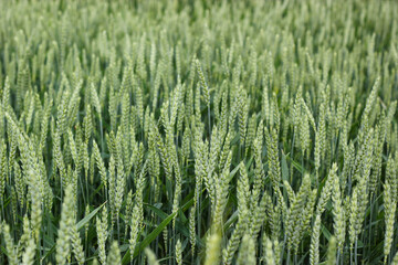 Young rye sprouts close up. Closeup view of wheat field.  Agricultural field with young green wheat sprouts. Texture of wheat. Grass texture. Field texture