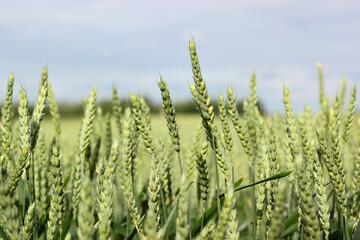 Young rye sprouts close up. Closeup view of wheat field on sunny day. Agricultural field with young green wheat sprouts. Field meadow with growing young wheat sprouts. Texture of wheat