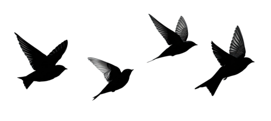 Three birds in flight, dark background, detailed wings