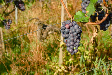 Close-up of a ripening bunch of grapes in the vineyard illuminated by morning sunlight