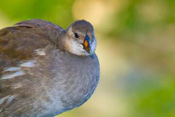 Close-up portrait of a young common moorhen (Gallinula chloropus) on a blurred natural background	