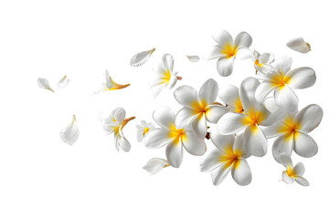Naklejka premium Delicate white plumeria blossoms and petals scattered on a black background