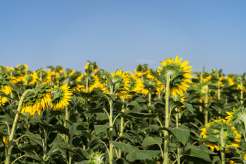 Golden expanse of sunflowers facing away, their green stems and leaves forming lush foreground...