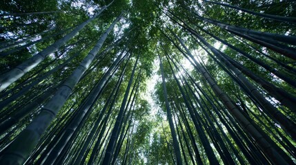 Bamboo forest canopy view