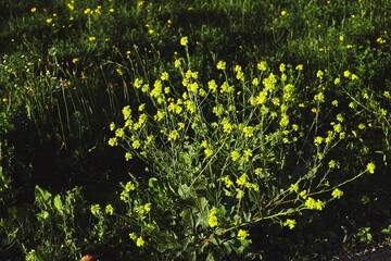 Close-up view of bright yellow wildflowers blooming in a dense cluster, illuminated by sunlight...