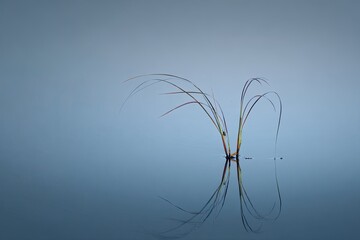 Tranquil reeds mirrored on a still water surface