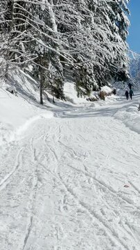Cheerful young Caucasian woman sleds down a groomed slope in the Alps on a sunny winter day. Female tourist on an active vacation in the Alps speeds down a steep slope on her vintage wooden sleds.