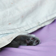 Cute cat paw sticking out from under blanket on bed, cozy and funny pet concept