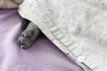 Cute cat paw sticking out from under blanket on bed, cozy and funny pet concept