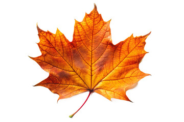 Fototapeta premium Vibrant orange maple leaf isolated on black high detail autumn season nature photography transparent background