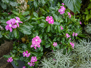 Close up of blooming pink periwinkle flowers with fresh green leaves covered in raindrops, creating a vibrant and natural garden background
