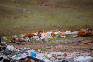 Concept of cattle disease, environmental pollution by animal waste. Carcasses of cows animals in landfill, after epidemic rabies or flu.