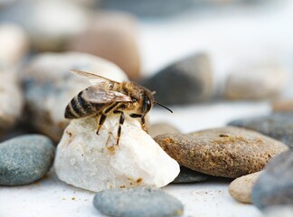 A solitary bee clings to a white stone, its delicate wings catching the sunlight. Various other rocks surround it, scattered on a plain surface