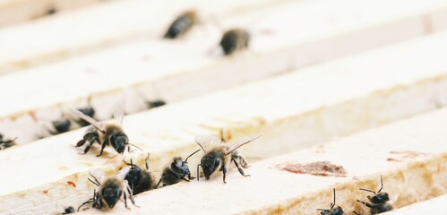 A group of bees works diligently on the honeycomb frames, exhibiting their communal behavior and crucial role in pollination during a warm summer day at a local farm